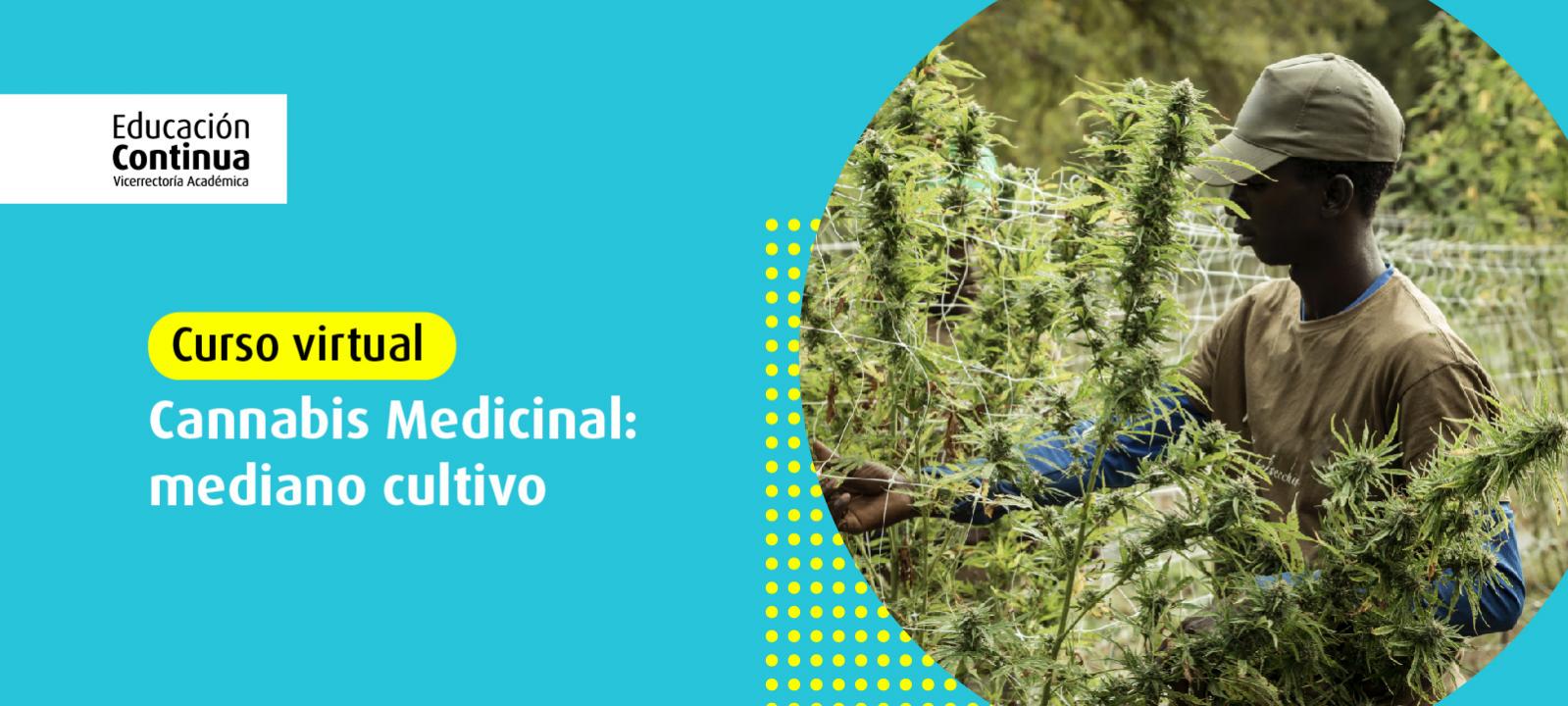 Curso virtual | Cannabis medicinal: mediano cultivo