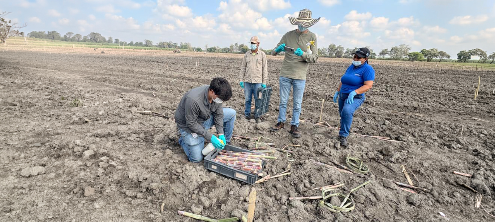 Uniandes e Incauca codesarrollan un nuevo bioinsumo para potenciar la semilla de caña Uniandes e Incauca codesarrollan un nuevo bioinsumo para potenciar la semilla de caña