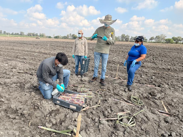 Uniandes e Incauca codesarrollan un nuevo bioinsumo para potenciar la semilla de caña Uniandes e Incauca codesarrollan un nuevo bioinsumo para potenciar la semilla de caña