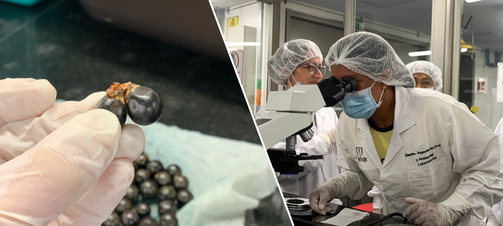 Superalimentos amazónicos que impulsan desarrollo sostenible en el Vaupés