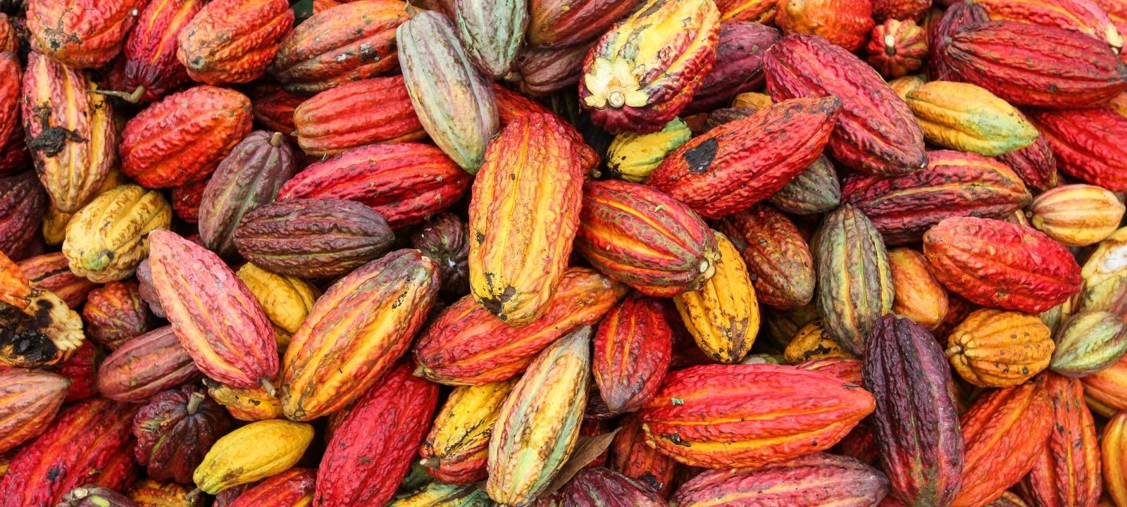 Bionanotecnología para la calidad del cacao colombiano