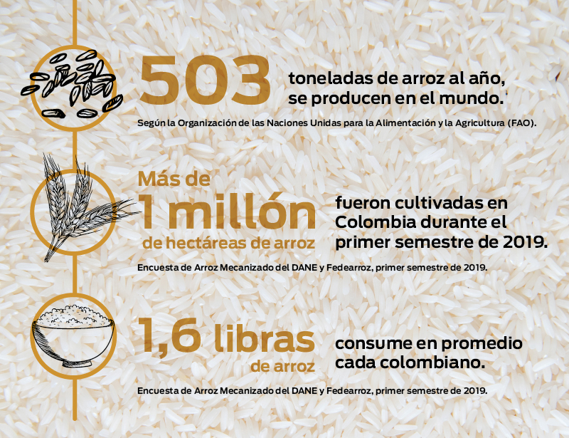Infografía - Proyecto 3.000 genomas de arroz