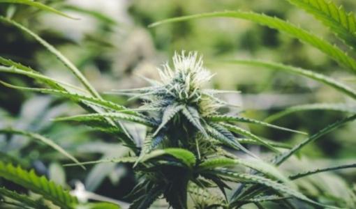 Curso virtual | Cannabis medicinal: mediano cultivo