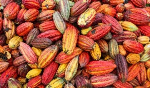 Bionanotecnología para la calidad del cacao colombiano